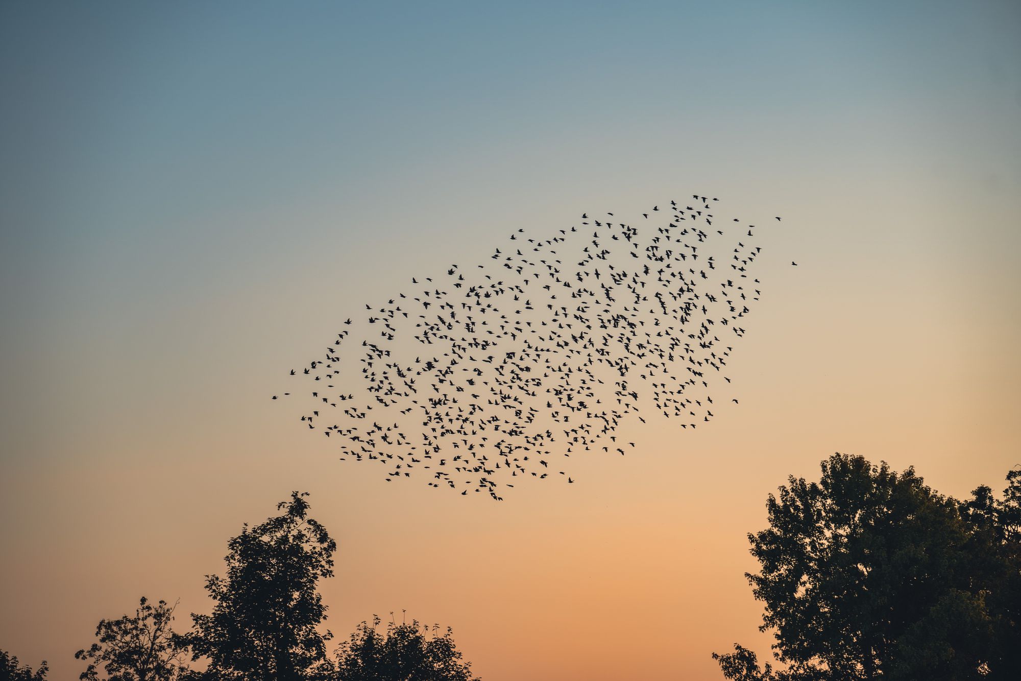 Flock of birds in flight