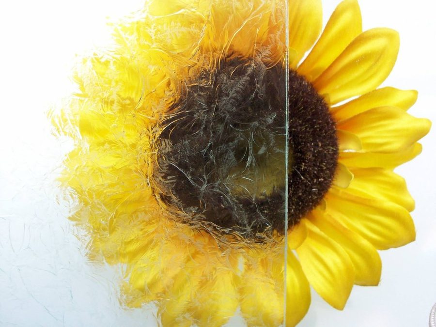 Double Gluechip textured glass, shown over a sunflower