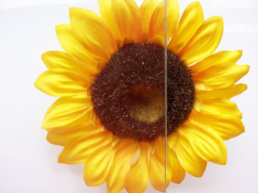 Flemish textured glass, shown over a sunflower