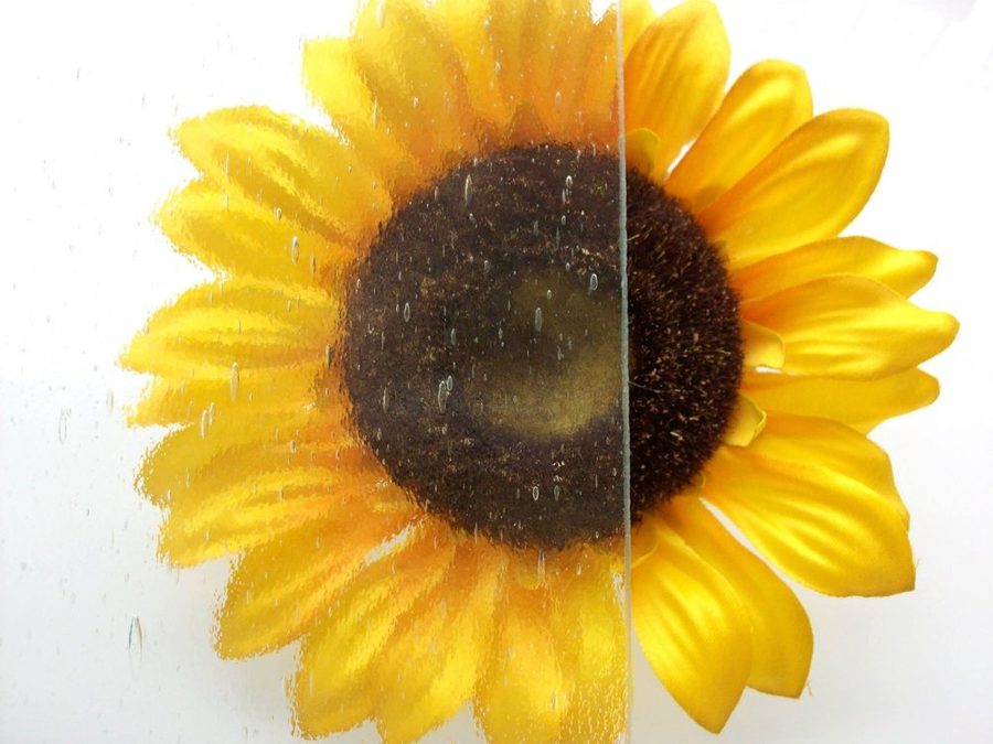 Seedy textured glass, shown over a sunflower